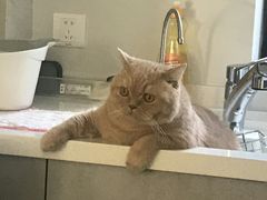 -东方名猫馆·英短金渐层布偶猫舍(环线广场1号楼店)