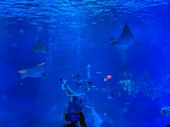 -烟台海昌鲸鲨海洋公园