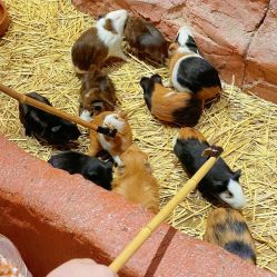 -Zoolung Zoolung动物主题公园(海信广场店)