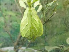 -上海大自然野生昆虫馆(东方明珠·爬宠昆虫探索中心)
