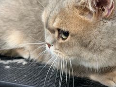 -它主义宠物(梁溪万达店)