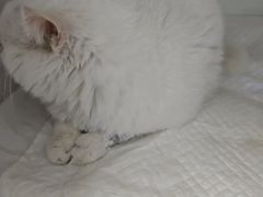 -北京观赏动物医院·24小时大型综合·猫专科·异宠专科