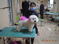 -优缇多格专业宠物美容师培训学校