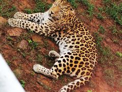 -西霞口神雕山野生动物世界