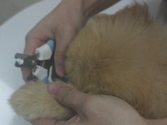 -宠颐生汉谟拉比宠物医院