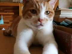 -猫咖时代(中山亭店)