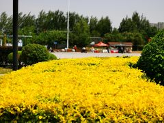 -丁香湖公园