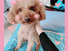 -宠福鑫康馨动物医院·骨科·眼科