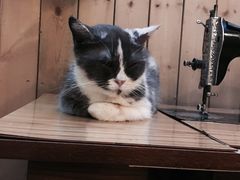 -猫色咖啡·猫咖