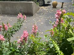 -SONGUOLIFE松果咖啡(七莘路店)