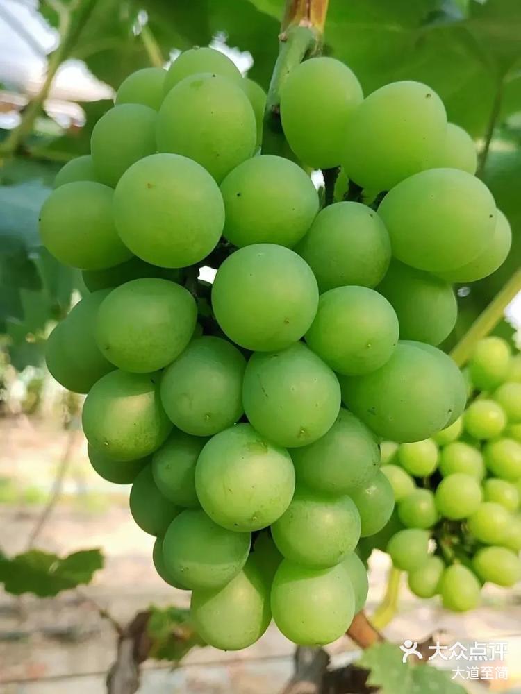 大圩的奶油味醉金香葡萄来了