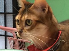 -猫色咖啡·猫咖