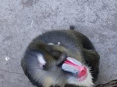 -西安秦岭野生动物园