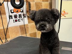 -我爱吾宠宠物美容院(朝阳路店)