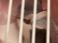 -宠福鑫康馨动物医院·骨科·眼科