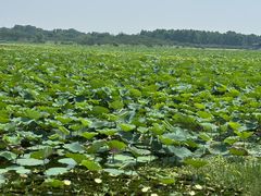 -上海海湾国家森林公园