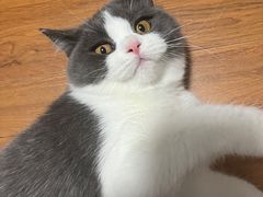 -猫大福·Fortune Cat猫舍(百子湾店)