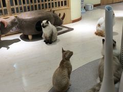 -猫和宫(六道口店)