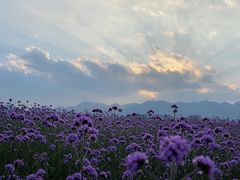-金海湾滨江公园