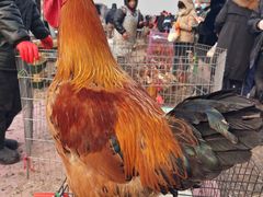 -蒲河大集