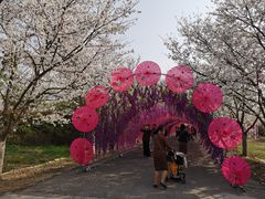 -天王浮山樱花园