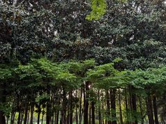 -洛阳市隋唐城遗址植物园