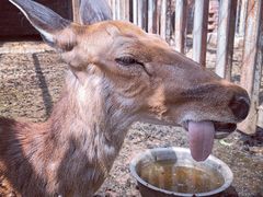 -意大利农场度假村