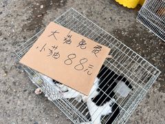 -中环花鸟鱼虫市场