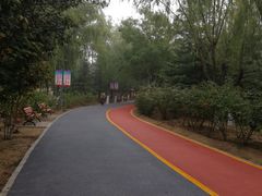 -大兴滨河森林公园