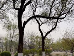 -永定河休闲森林公园