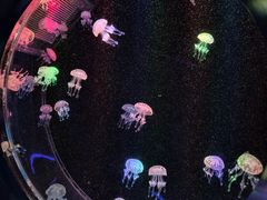 -海合安成都极地海洋公园