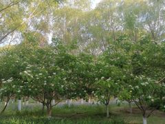 -大兴滨河森林公园