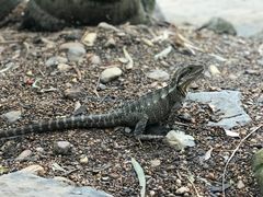 -可伦宾野生动物保护区