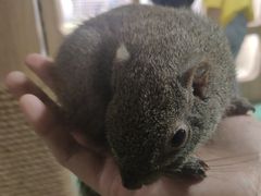 -藦茜花园宠物主题亲子互动体验馆(国顺东路店)