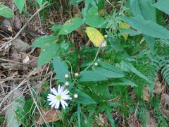-雁荡山三折瀑景区