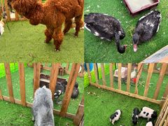 -成都泰迪熊博物馆