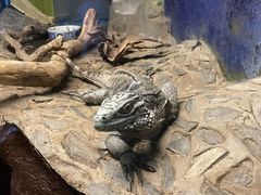 -上海大自然野生昆虫馆(东方明珠·爬宠昆虫探索中心)