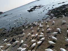-烟墩角天鹅湖