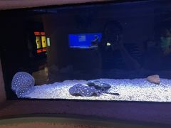-上海海洋水族馆