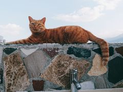 -喵屿·大理花园猫咖