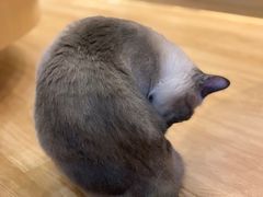-滚猫咖啡·猫咖·猫友好撸猫(未来城店)