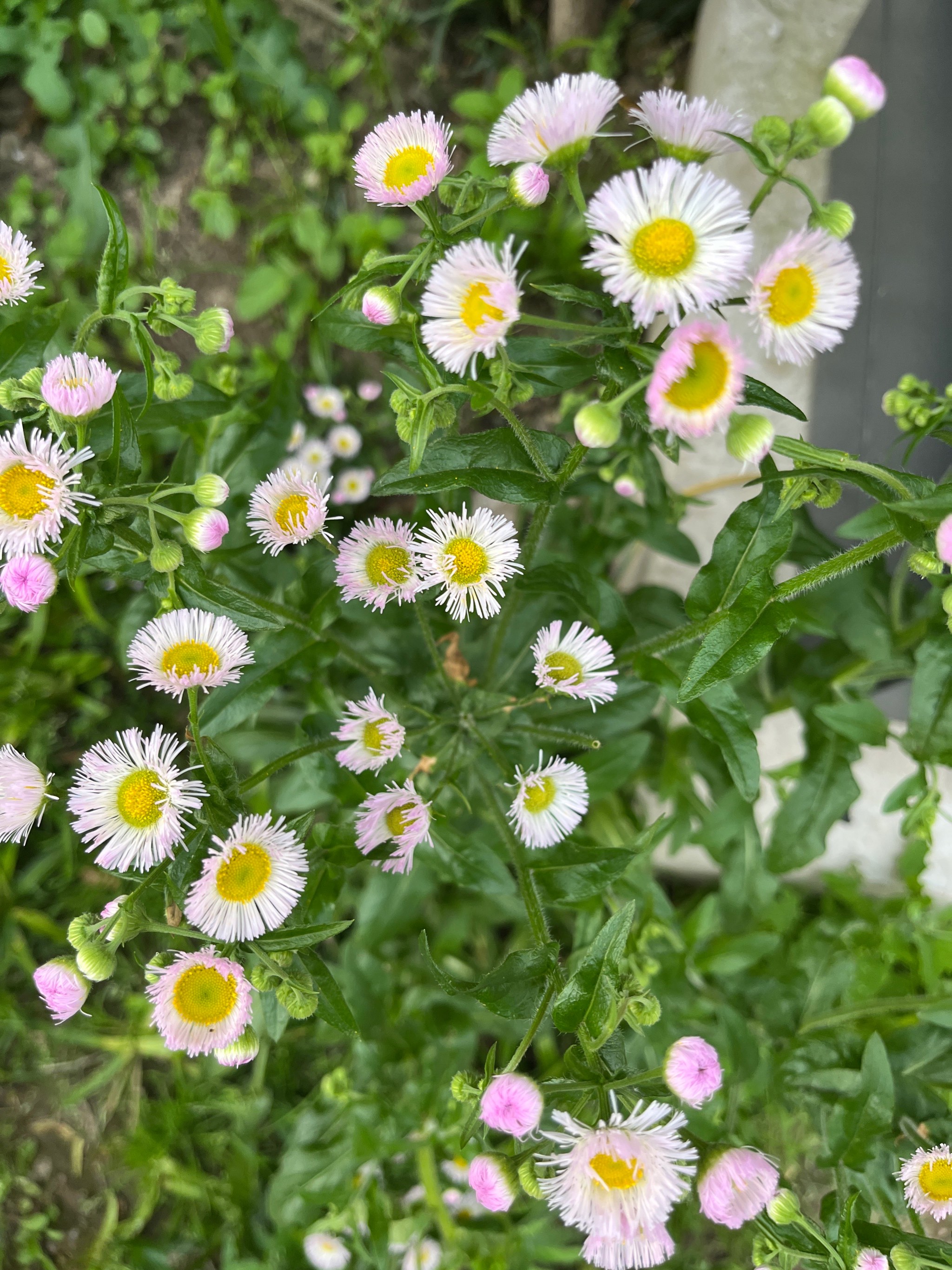 野芥菜开花图片