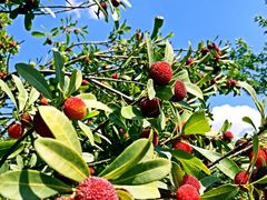 iphone_upload_pic-王家小院