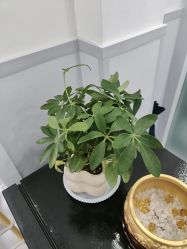 -靓芙泉·0感专研祛痘