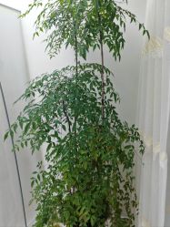 -HEYAN荷妍专业脱毛连锁机构