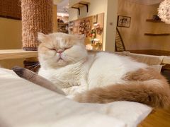 -滚猫咖啡·猫咖·猫友好撸猫(未来城店)