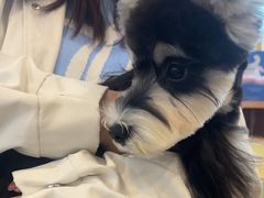 -翊宠yipet猫狗购宠庄园犬舍•猫舍