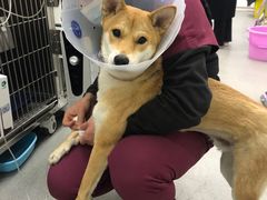 -中农国际动物医院24小时·猫科·骨科·急重症中心