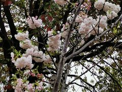 -高东镇樱花园