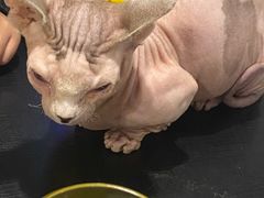 -猫小院猫主题咖啡厅(北锣店)